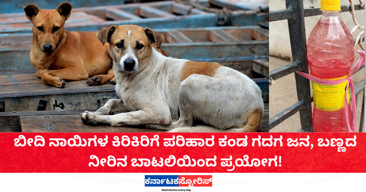 ಬೀದಿ ನಾಯಿಗಳ ಕಿರಿಕಿರಿಗೆ ಪರಿಹಾರ ಕಂಡ ಗದಗ ಜನ, ಬಣ್ಣದ ನೀರಿನ ಬಾಟಲಿಯಿಂದ ಪ್ರಯೋಗ!