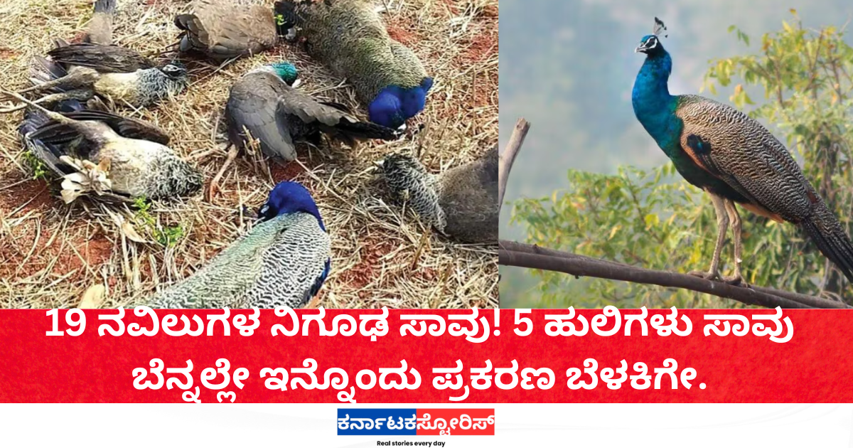 19 peacocks found dead in Tumkur