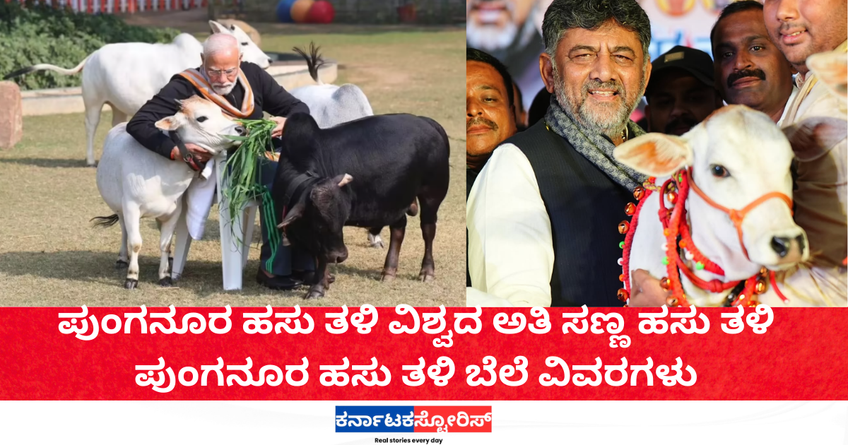 Punganur cow is the world’s smallest cattle breed.