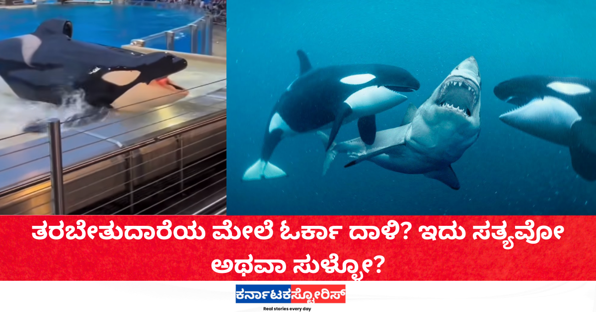 Orca attacked the trainer true or false