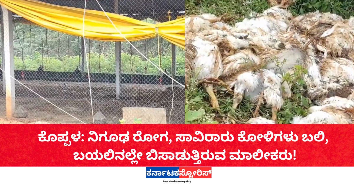 ಕೊಪ್ಪಳ: ನಿಗೂಢ ರೋಗ, ಸಾವಿರಾರು ಕೋಳಿಗಳು ಬಲಿ, ಬಯಲಿನಲ್ಲೇ ಬಿಸಾಡುತ್ತಿರುವ ಮಾಲೀಕರು!